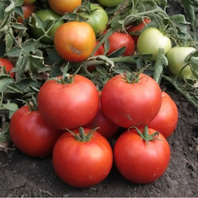 ХАЙД (КС 835) F1 / HAYD (KS 835) F1 100 насінин — Томат Детермінантний, Kitano Seeds
