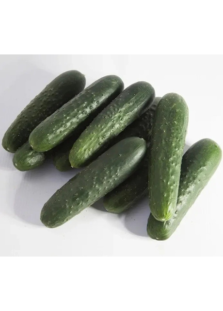 СИНКЛЕР (КС 80) F1 / SINKLER (KS 80) F1 50 семян — Огурец Партенокарпический, Kitano Seeds