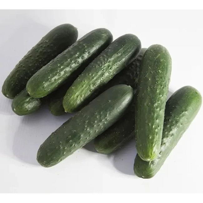 СІНКЛЕР (КС 80) F1 / SINKLER (KS 80) F1 50 насінин — Огірок Партенокарпічний, Kitano Seeds
