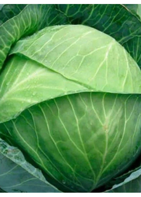 КИЛОГЕРБ F1 / KILOHERB F1 2 500 семян - Капуста Белокочанная, Syngenta