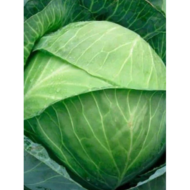 КИЛОГЕРБ F1 / KILOHERB F1 2 500 семян - Капуста Белокочанная, Syngenta