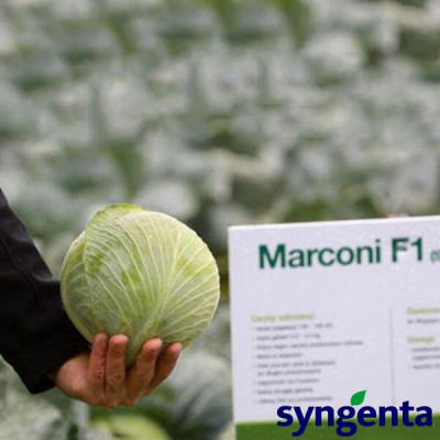 МАРКОНИ F1 / MARKONI F1 2 500 семян - Капуста Белокачанная, Syngenta