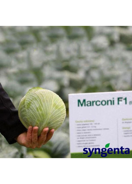 МАРКОНИ F1 / MARKONI F1 2 500 семян - Капуста Белокачанная, Syngenta