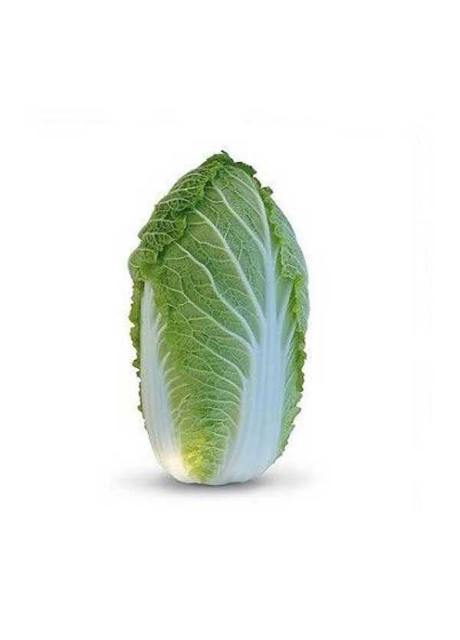 ЯМОРИ (КС 340) F1 / YAMORI (KS 340) F1 1 000 семян — Капуста Пекинская, Kitano Seeds