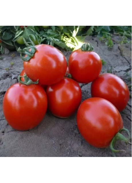КС 215 F1 / KS 215 F1 1 000 насінин — Томат Детермінантний, Kitano Seeds