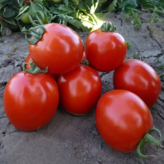 КС 215 F1 / KS 215 F1 1 000 насінин — Томат Детермінантний, Kitano Seeds