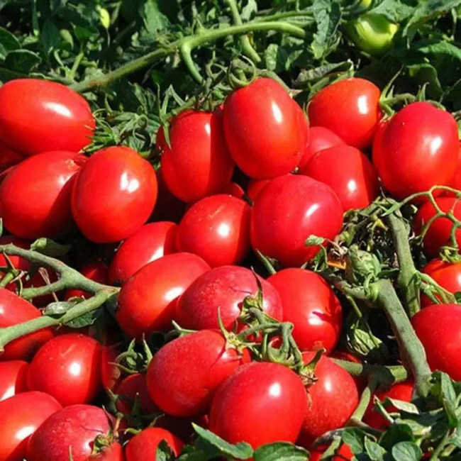 КС 470 F1 / KS 470 F1 5 000 семян — Томат Детерминантный, Kitano Seeds