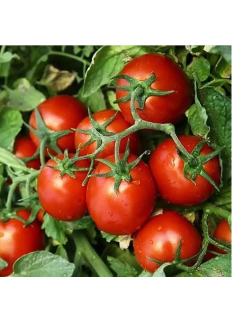 КС 390 F1 / KS 390 F1 1 000 насінин — Томат Детермінантний, Kitano Seeds