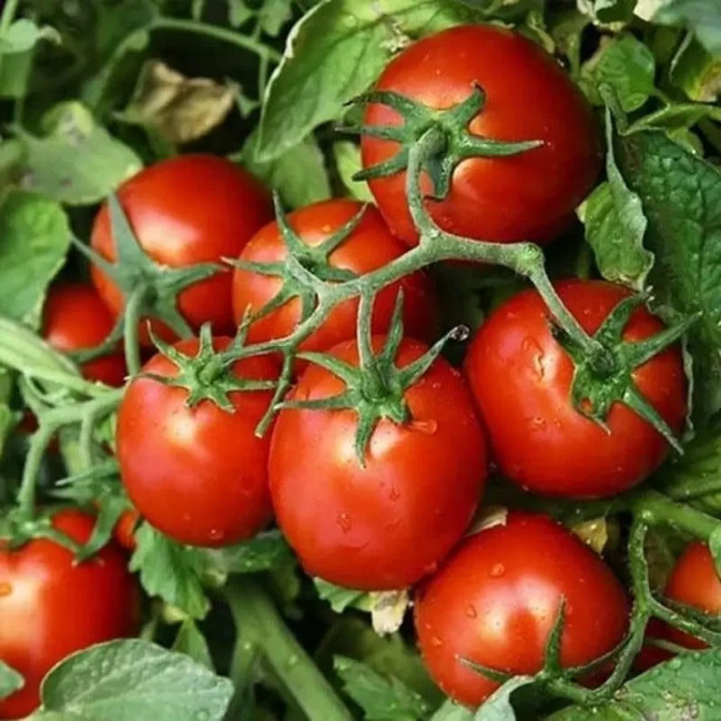 КС 390 F1 / KS 390 F1 1 000 насінин — Томат Детермінантний, Kitano Seeds