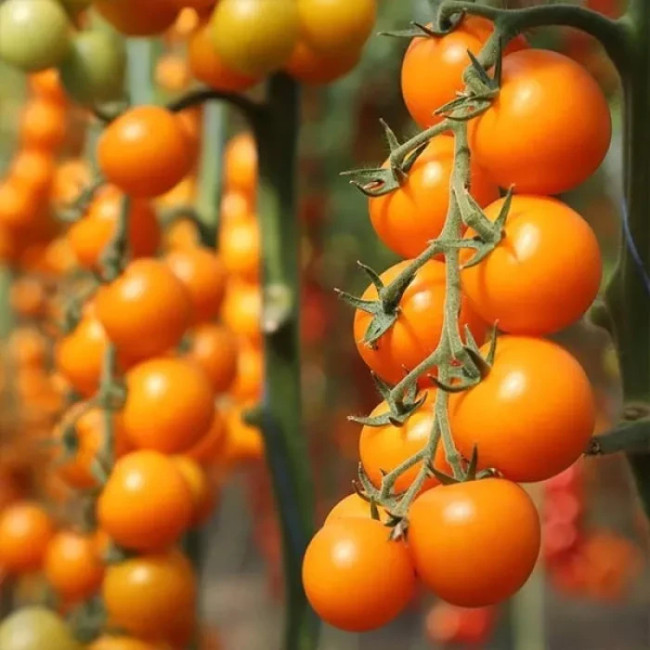 НЕСІ (КС 1549) F1 / NESI (KS 1549) F1 1 000 насінин — Томат Індетермінантний, Kitano Seeds