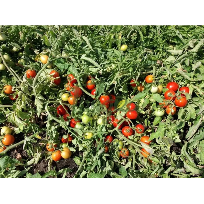 АСВОН F1 / ASVON F1 5 000 семян — Томат Детерминантный, Kitano Seeds