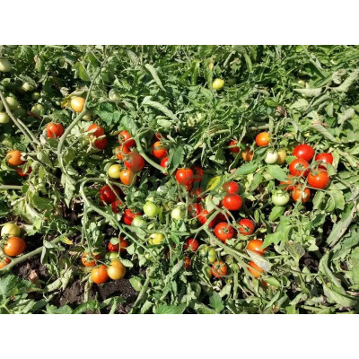 АСВОН F1 / ASVON F1 10 000 семян — Томат Детерминантный, Kitano Seeds