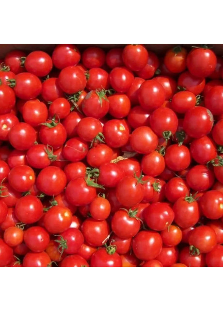КОНОРИ F1 / KONORI F1 250 семян — Томат Детерминантный, Kitano Seeds