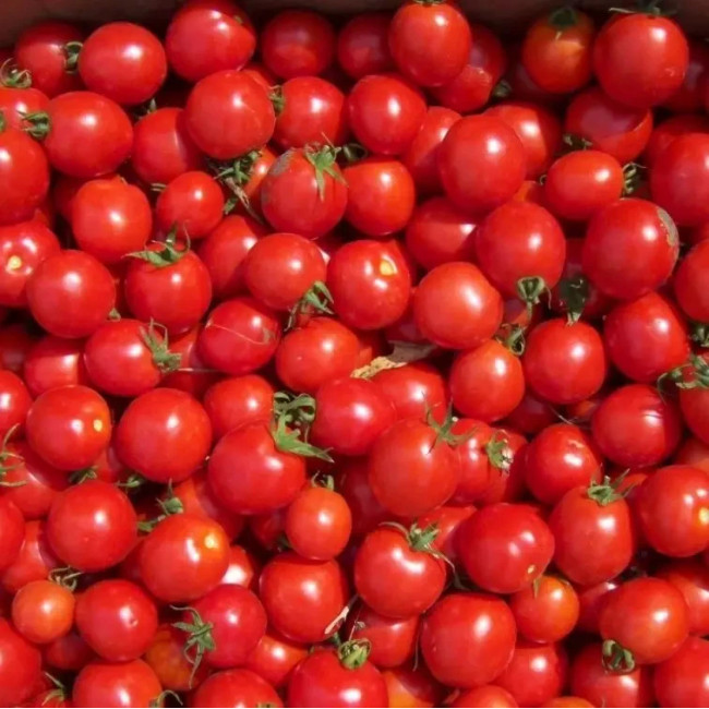 КОНОРИ F1 / KONORI F1 250 семян — Томат Детерминантный, Kitano Seeds
