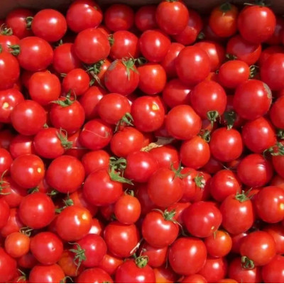 КОНОРИ F1 / KONORI F1 1 000 семян — Томат Детерминантный, Kitano Seeds