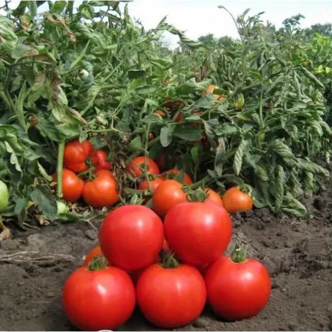 АНИТА F1 / ANITA F1 F1 500 семян — Томат Детерминантный, Kitano Seeds