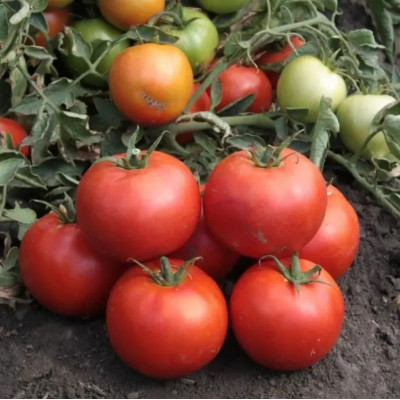 ХАЙД (КС 835) F1 / HAYD (KS 835) F1 1 000 семян — Томат Детерминантный, Kitano Seeds