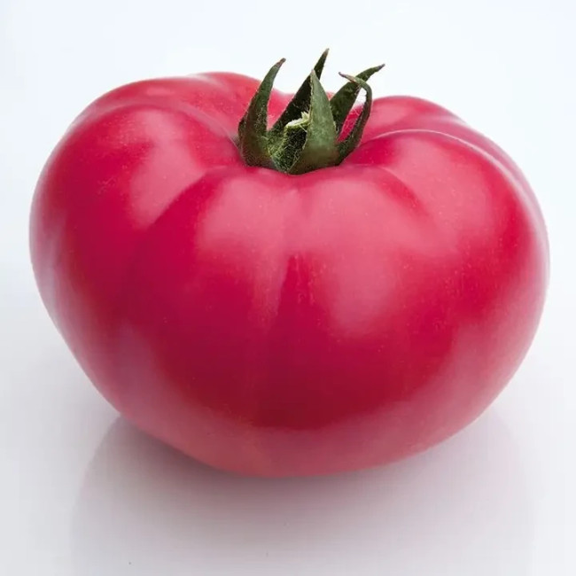 КС 3811 F1 / KS 3811 F1 1 000 насінин — Томат Індетермінантний, Kitano Seeds