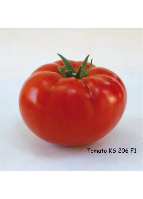 КС 240 F1 / KS 240 F1 100 семян — Томат Индетерминантный, Kitano Seeds
