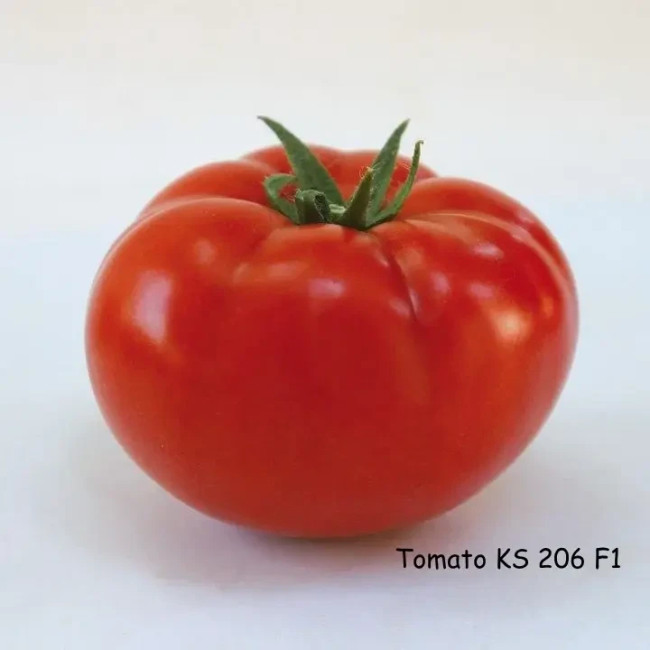 КС 240 F1 / KS 240 F1 100 семян — Томат Индетерминантный, Kitano Seeds
