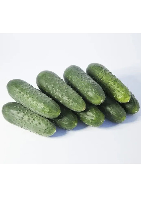 САТОМИ (КС 84) F1 / SATOMI (KS 84) F1 1 000 семян – Огурец Партенокарпический, Kitano Seeds