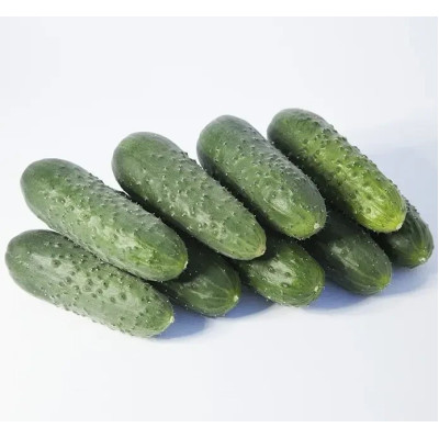 ТАКЕРИ (КС 70) F1 / TAKERI (KS 70) F1 1 000 семян – Огурец Партенокарпический, Kitano Seeds