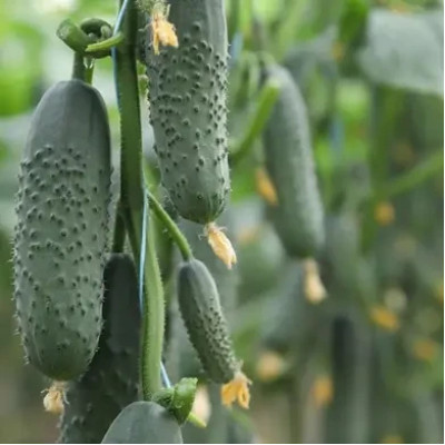 ДОМАНИ (КС 707) F1 / DOMANI (KS 707) F1 500 семян – Огурец Партенокарпический, Kitano Seeds