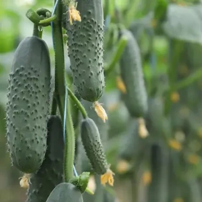 ДОМАНИ (КС 707) F1 / DOMANI (KS 707) F1 500 семян – Огурец Партенокарпический, Kitano Seeds