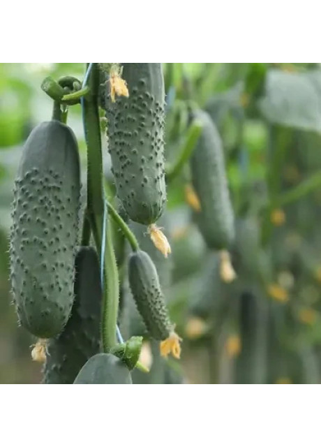 ДОМАНИ (КС 707) F1 / DOMANI (KS 707) F1 1 000 семян – Огурец Партенокарпический, Kitano Seeds