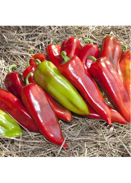 КС 2458 F1 / KS 2458 F1 500 насінин — Перець Солодкий, Kitano Seeds