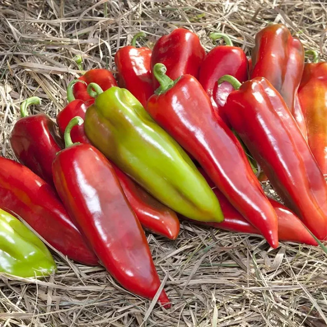 КС 2458 F1 / KS 2458 F1 500 семян — Перец Сладкий, Kitano Seeds