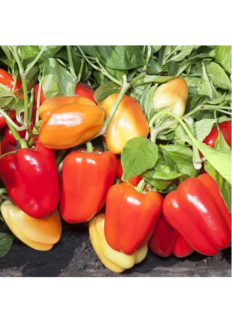 КС 3115 F1 / KS 3115 F1 100 семян — Перец Сладкий, Kitano Seeds