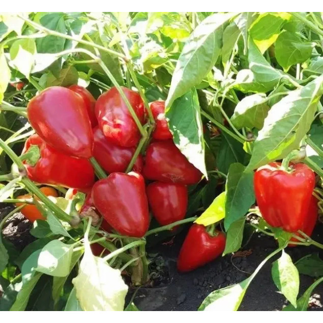 ЯНИКА F1 / JANIKA F1 250 семян — Перец Сладкий, Kitano Seeds