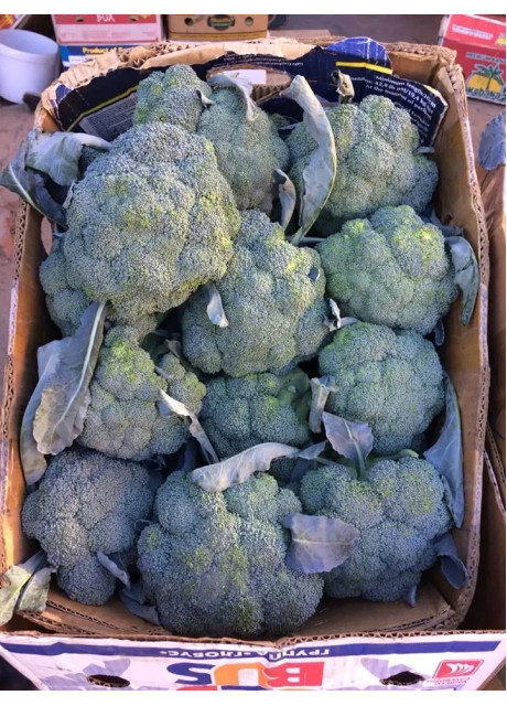 КЕЗЗІ F1 / CAZZY F1 2 500 насінин - Капуста Брокколі, Kitano Seeds