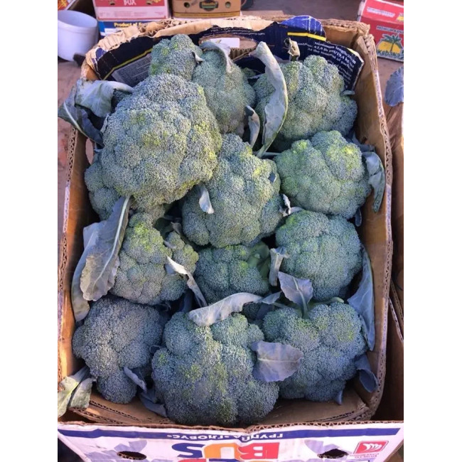 КЕЗЗИ F1 / CAZZY F1 2 500 семян - Капуста Брокколи, Kitano Seeds