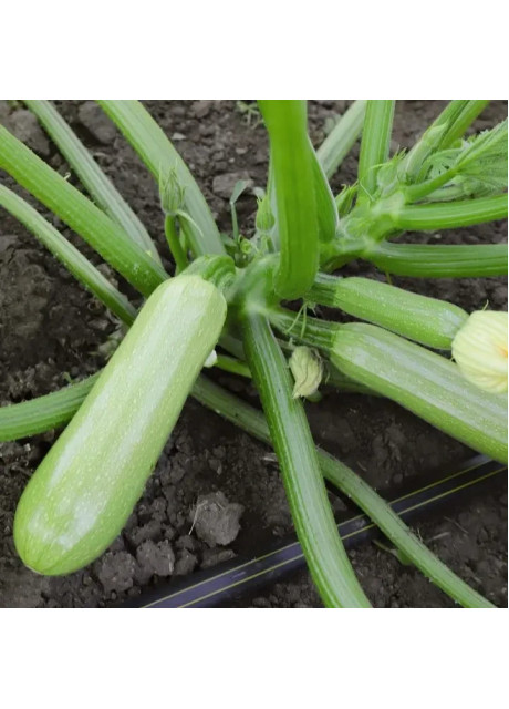 ЙОКИ (КС 2446) F1 / YOKI (КС 2446) F1 1 000 семян - Кабачок, Kitano Seeds