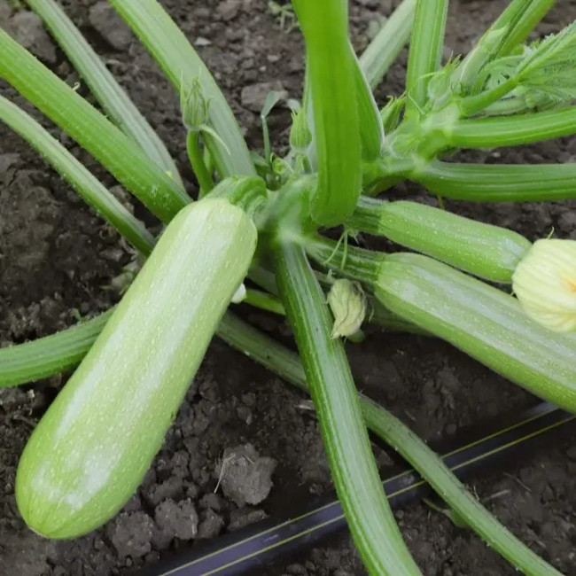 ЙОКІ (КС 2446) F1 / YOKI (КС 2446) F1 1 000 насінин - Кабачок, Kitano Seeds
