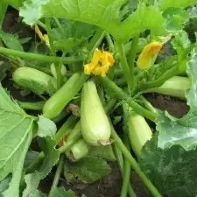КАРИЗМА F1 / KARIZMA F1 2 500 семян — Кабачок, Syngenta