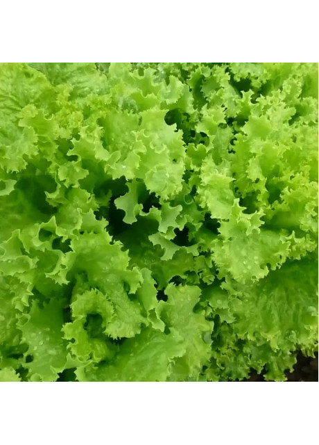 КС 129 F1 / KS 129 F1 5 грамм — Салат, Kitano Seeds