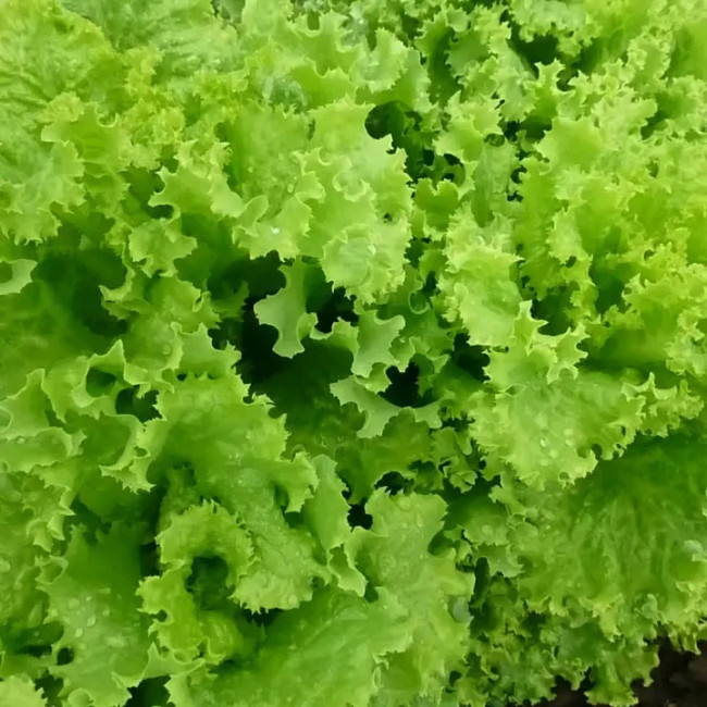 КС 129 F1 / KS 129 F1 5 грамм — Салат, Kitano Seeds
