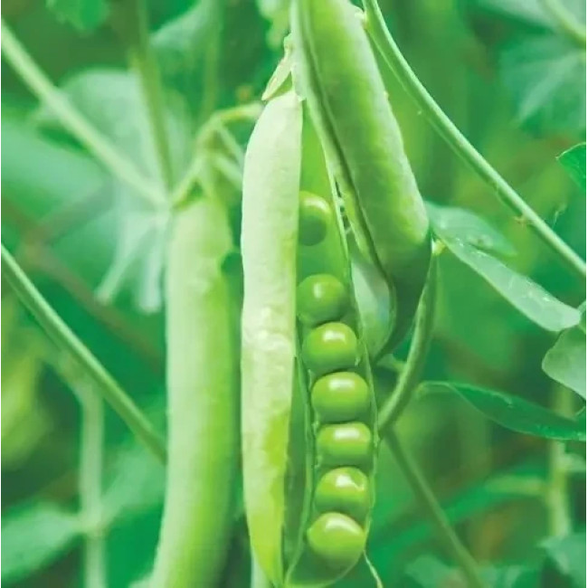 МУЦИО F1 / MUSIO F1 100 000 семян — Горох, Syngenta