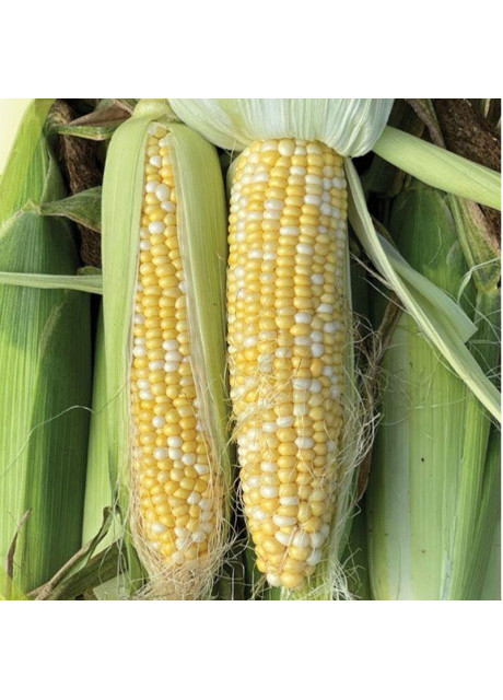 БСС 1075 F1 / BSS 1075 F1 100 000 семян - Кукуруза сахарная, Syngenta