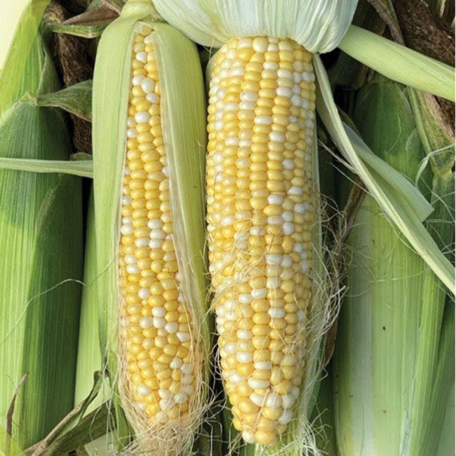 БСС 1075 F1 / BSS 1075 F1 100 000 семян - Кукуруза сахарная, Syngenta