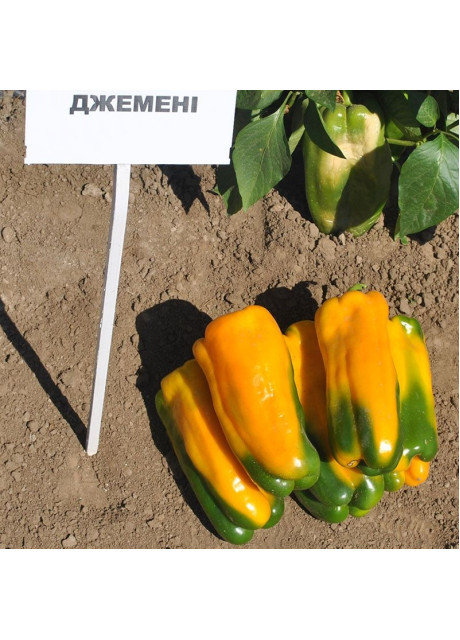 ДЖЕМИНИ F1 / GEMINI F1 1 000 семян - Перец Сладкий, Nunhems