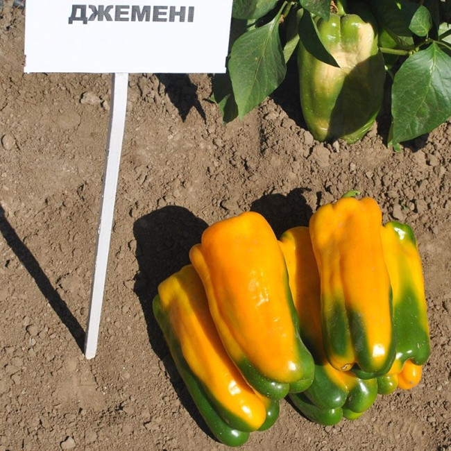 ДЖЕМИНИ F1 / GEMINI F1 1 000 семян - Перец Сладкий, Nunhems